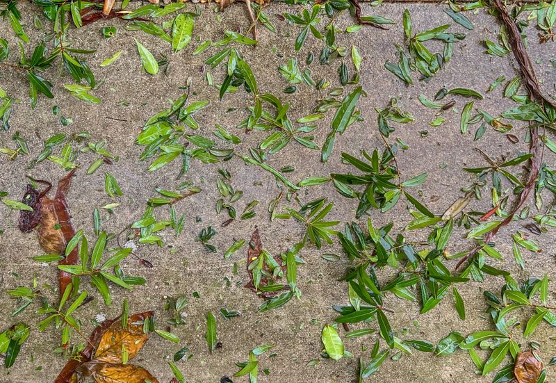 Rinse Salt Off The Leaves With Fresh Water Rinse Salt Off The Leaves With Fresh Water