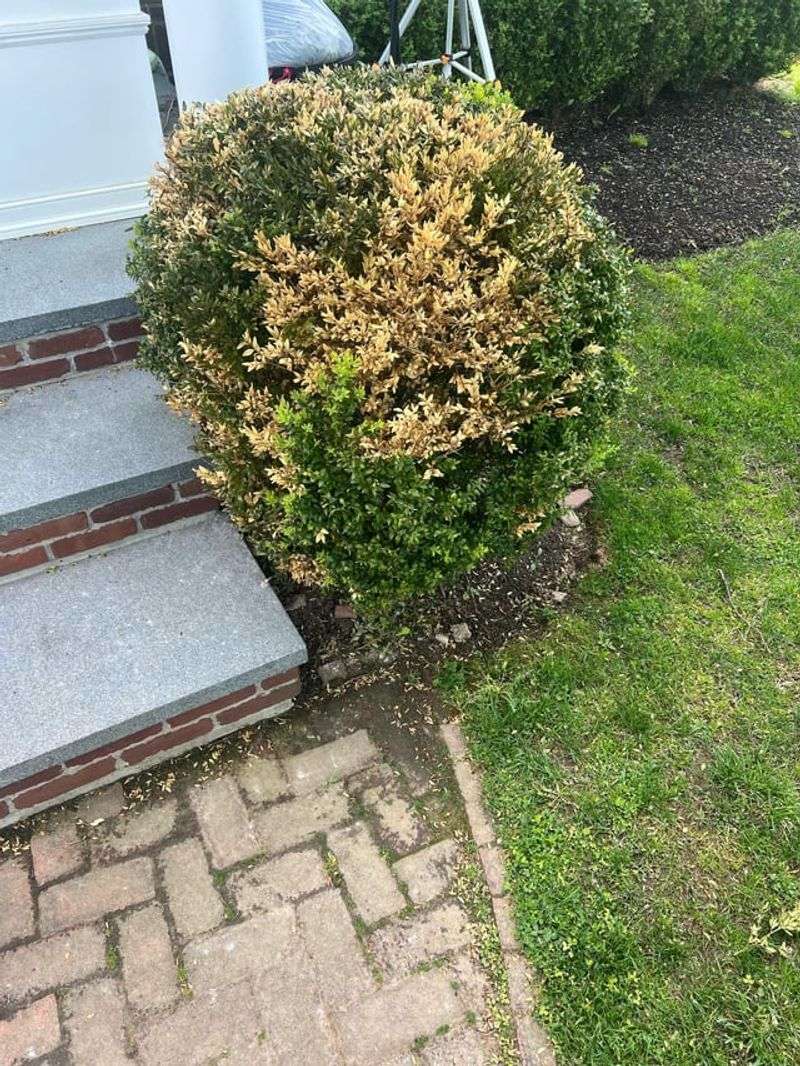 Rinse Salt Spray Off Leaves And Needles Rinse Salt Spray Off Leaves And Needles