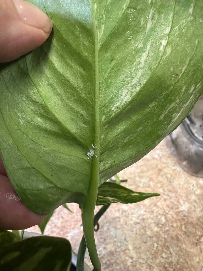 Rinse The Undersides Of Every Leaf Rinse The Undersides Of Every Leaf