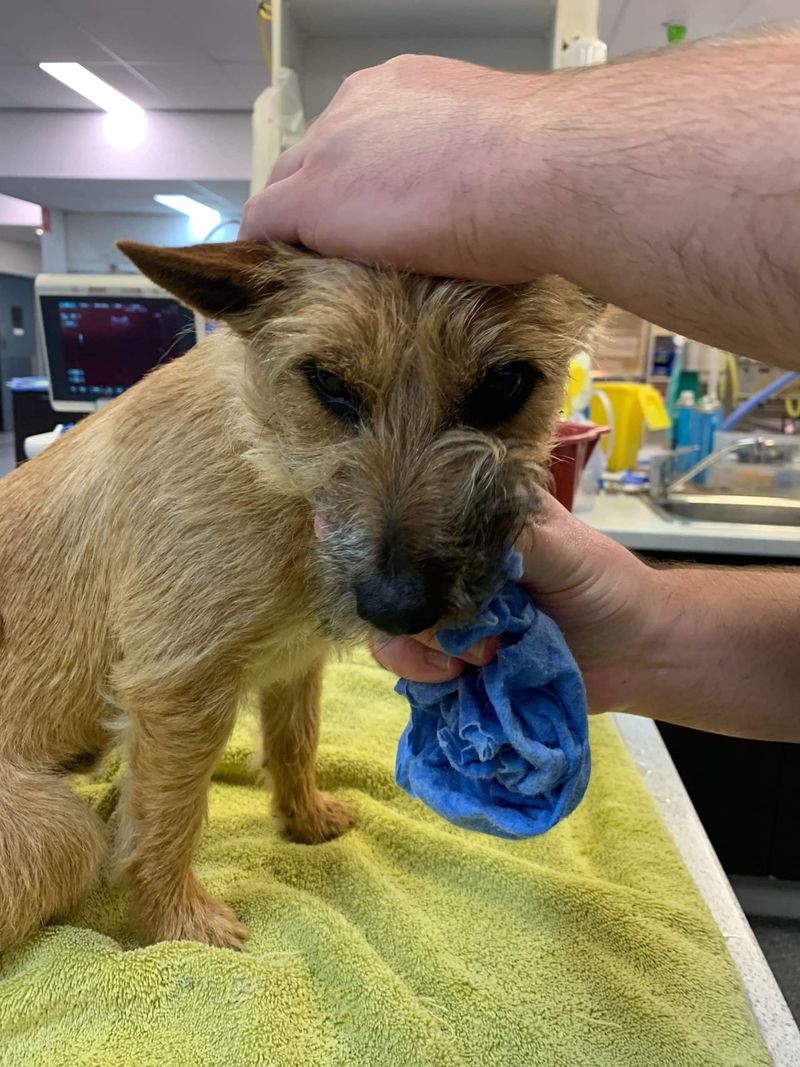 Rinse a conscious dog’s mouth and call for help