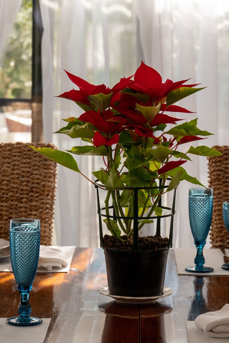 Rip Off That Shiny Foil Wrap Around the Poinsettia Pot Rip Off That Shiny Foil Wrap Around the Poinsettia Pot