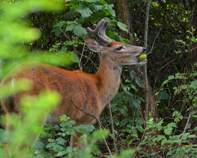 Ripe And Fallen Fruit Draws Deer In