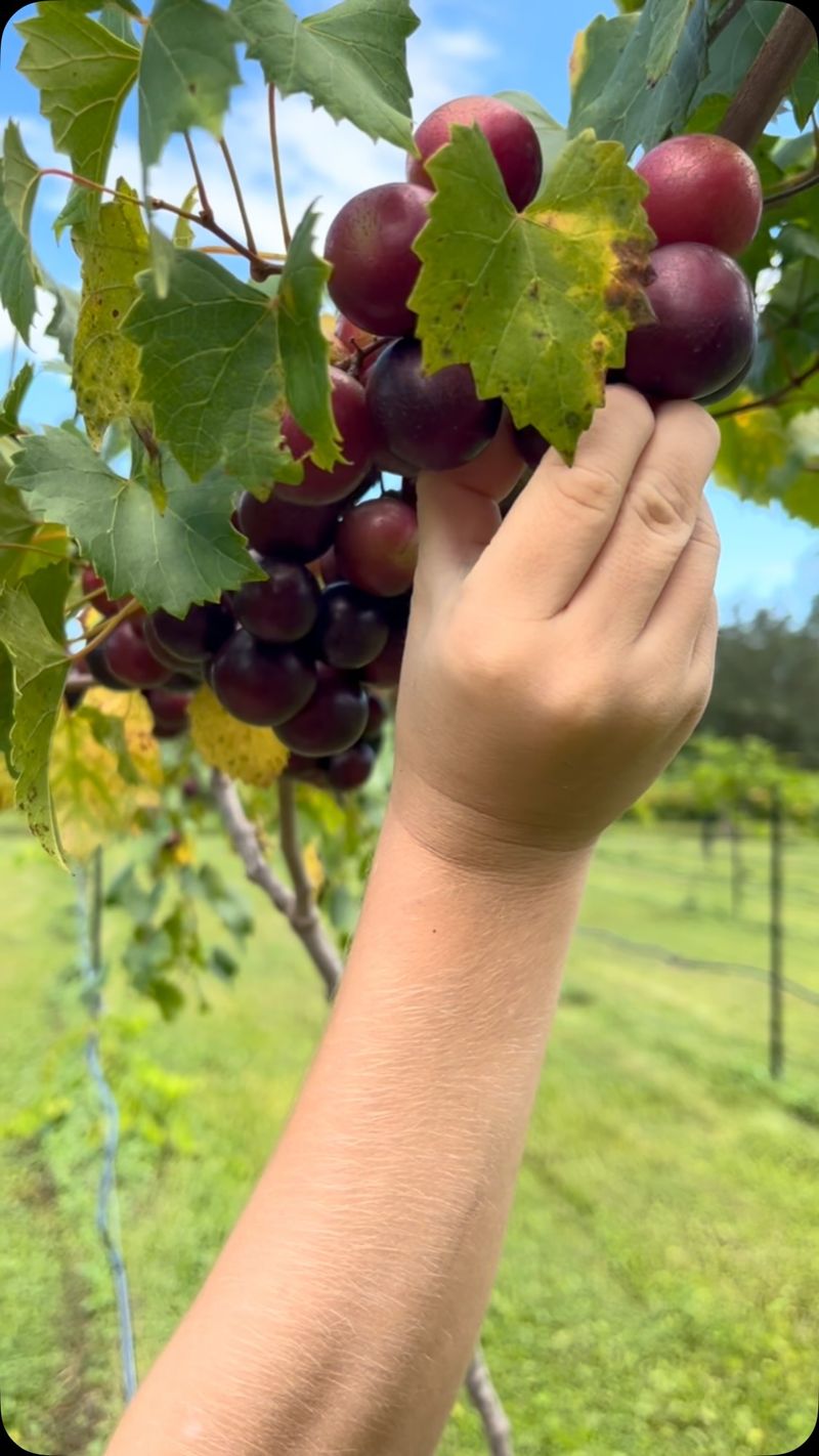 Ripe Berries Pull Off With A Light Touch