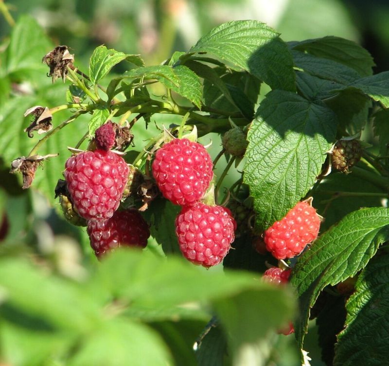Ripe Berries Slip Off The Core With A Gentle Tug Ripe Berries Slip Off The Core With A Gentle Tug