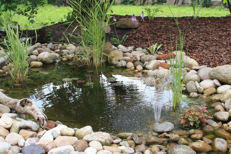 Ripe Fruit And Koi Ponds Are Targets