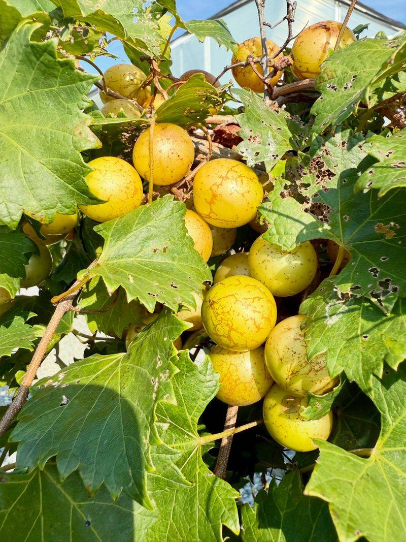 Ripe Muscadines Smell Sweet And Fruity