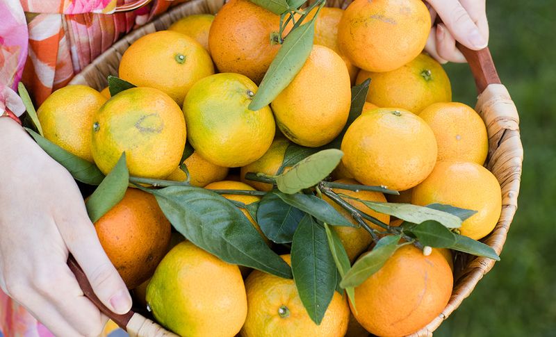 Ripe Satsumas Can Still Have Green Peel