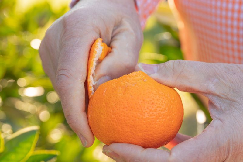 Ripe Satsumas Turn Slightly Soft