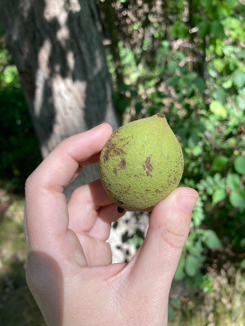 Ripe Walnuts Dent When You Press The Hull Ripe Walnuts Dent When You Press The Hull