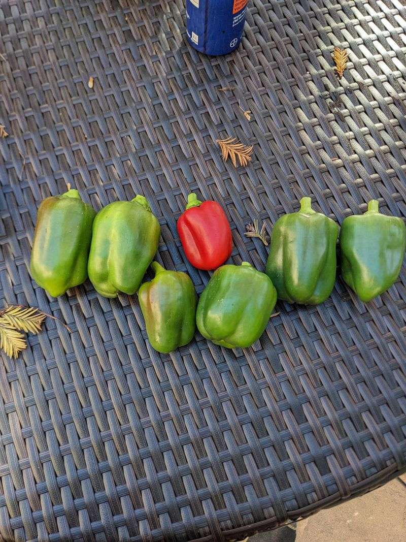 Ripen Partly Colored Peppers Indoors Ripen Partly Colored Peppers Indoors