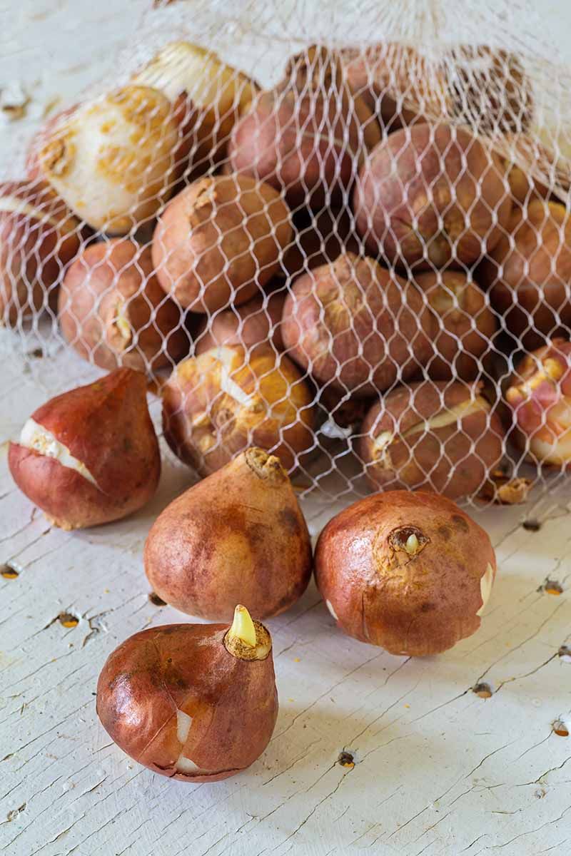 Ripening Fruit Nearby Can Harm Bulbs Stored In The Fridge Ripening Fruit Nearby Can Harm Bulbs Stored In The Fridge