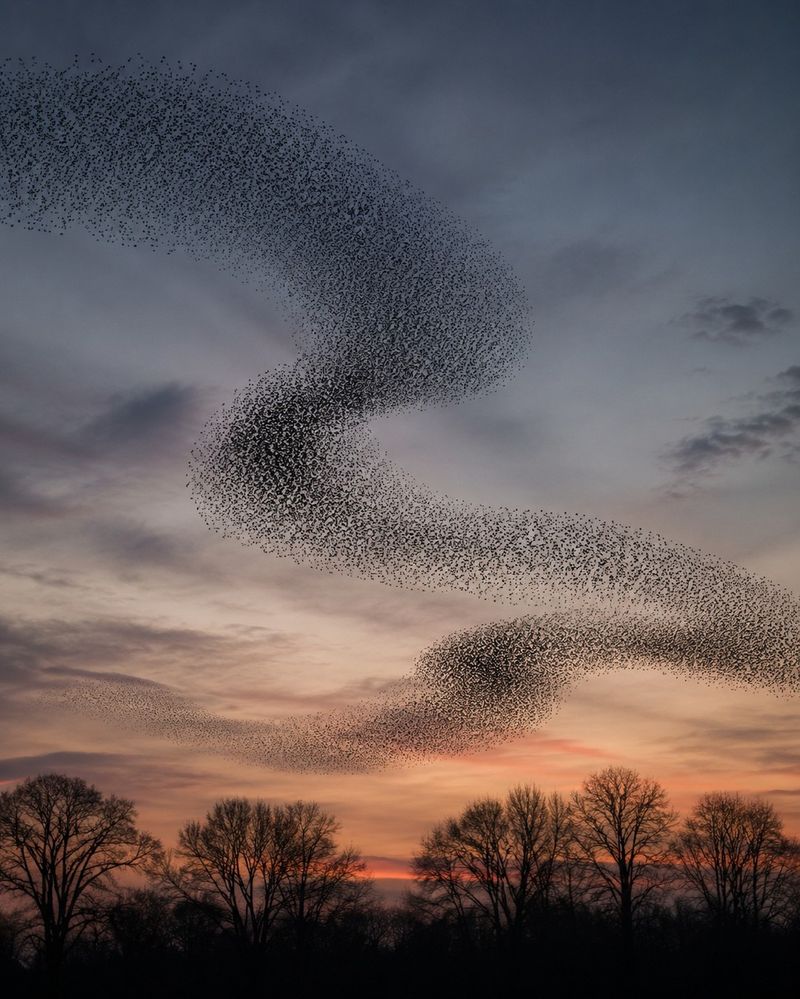 Ripples Of Movement Can Travel Across The Whole Flock In Seconds Ripples Of Movement Can Travel Across The Whole Flock In Seconds