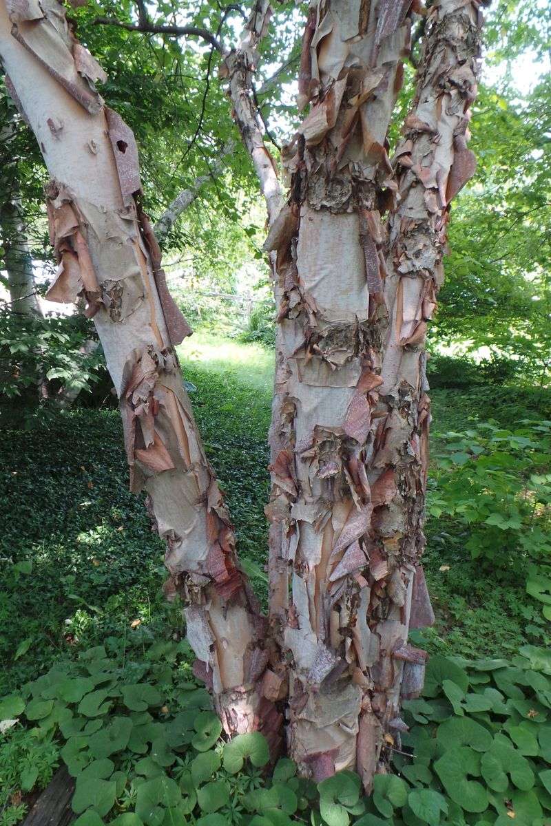 River Birch