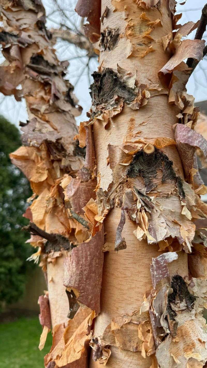 River Birch Shows Off Peeling Cinnamon Bark
