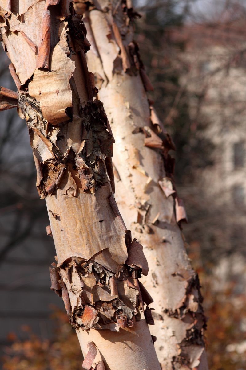 River Birch Shows Off Peeling, Cinnamon-Colored Bark All Winter River Birch Shows Off Peeling, Cinnamon-Colored Bark All Winter