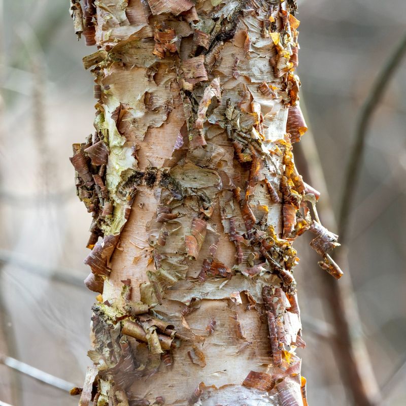 River Birch