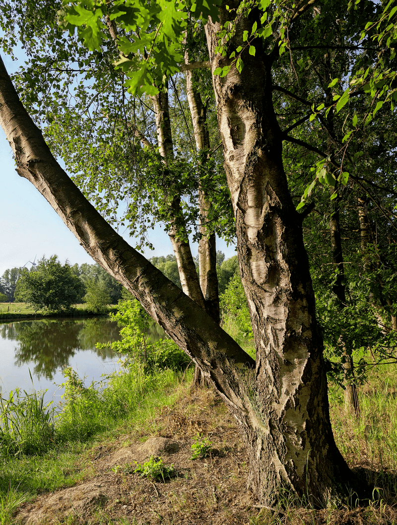 River Birch River Birch