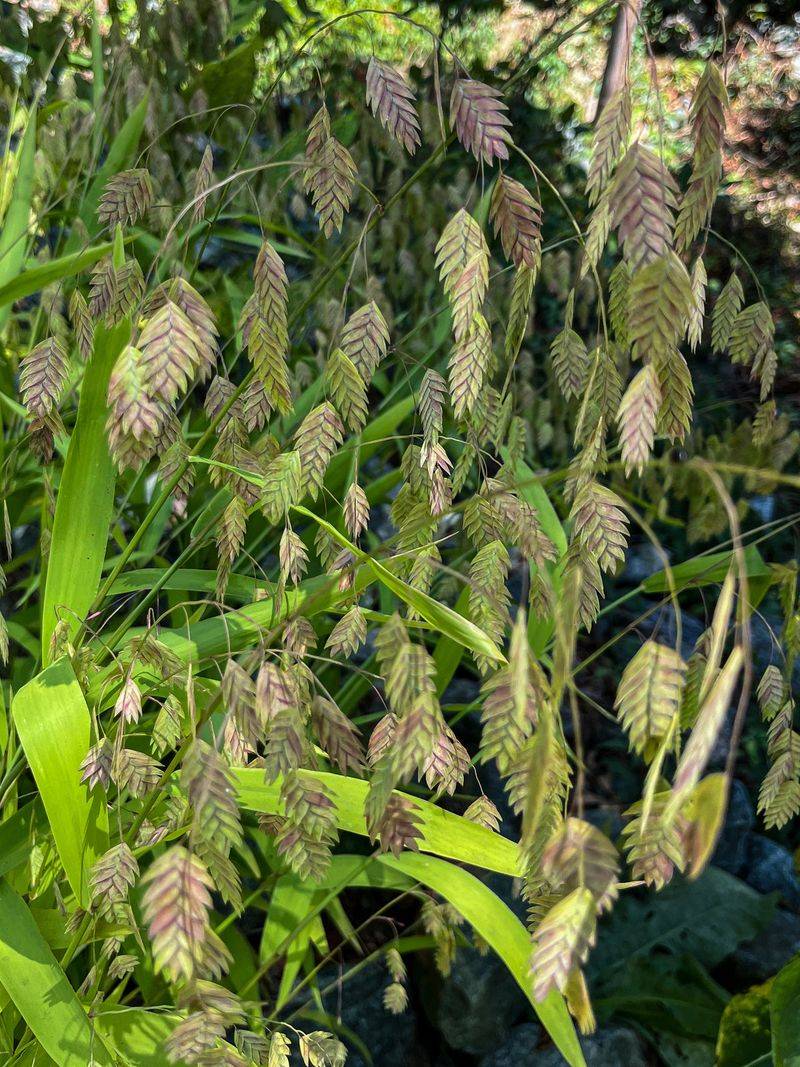 River Oats River Oats