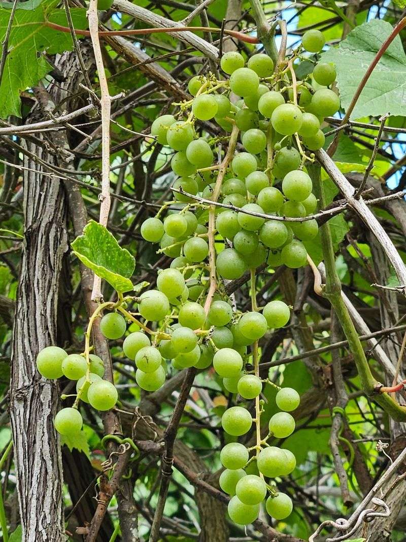 Riverbank Grape Feeds A Crowd Of Wildlife Riverbank Grape Feeds A Crowd Of Wildlife