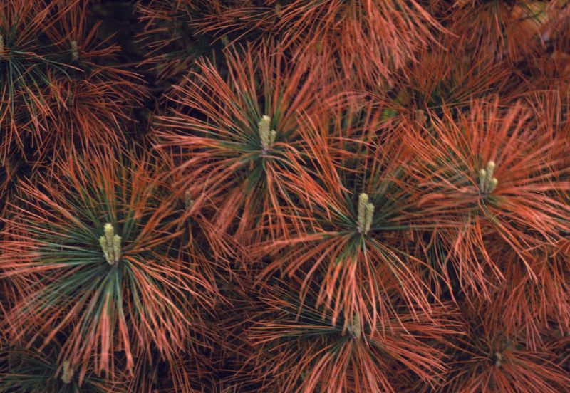 Road Salt Spray Turns Roadside White Pines Brown Road Salt Spray Turns Roadside White Pines Brown