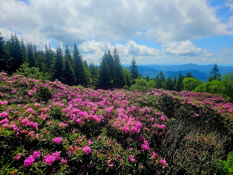 Roan Mountain Holds Famous Rhododendron Gardens Roan Mountain Holds Famous Rhododendron Gardens