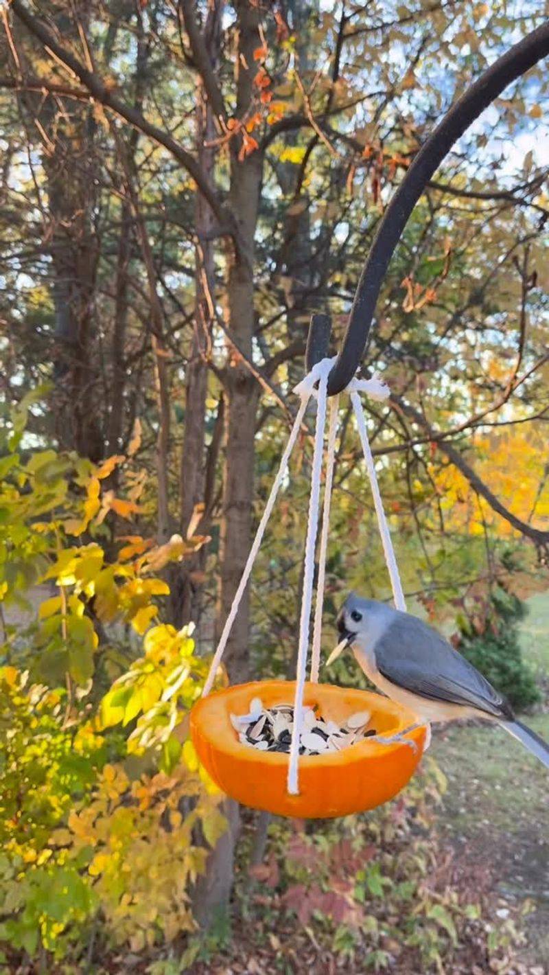 Roasted Seeds Make A Winter Treat For Backyard Birds
