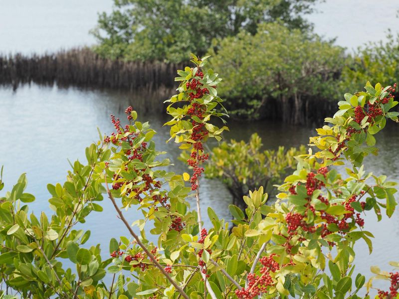 Robins, Cedar Waxwings And Mockingbirds Love The Berries