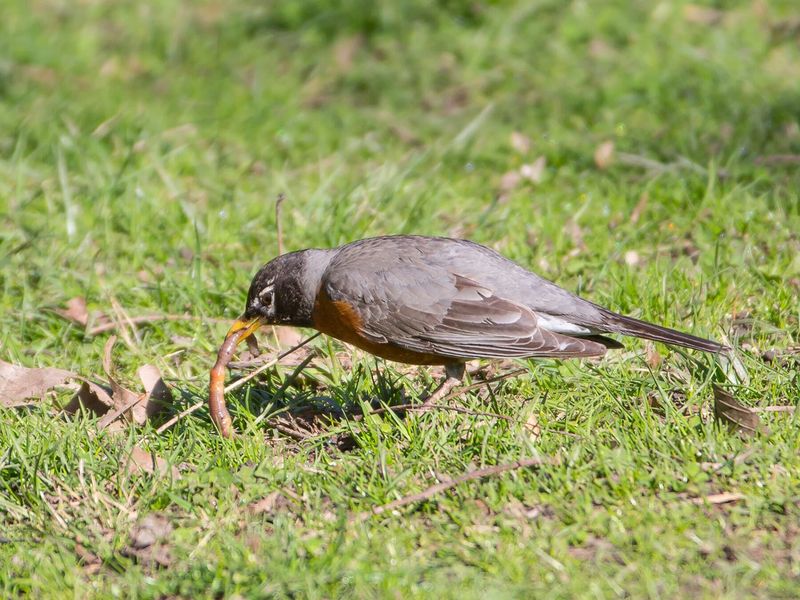 Robins Probing Wet Soil May Simply Be Finding Earthworms