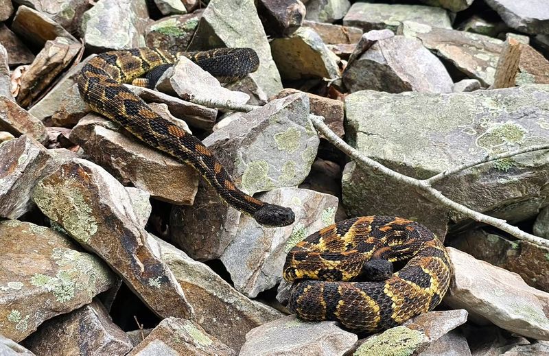 Rocky Hillsides Serve As Winter Dens For Many Species