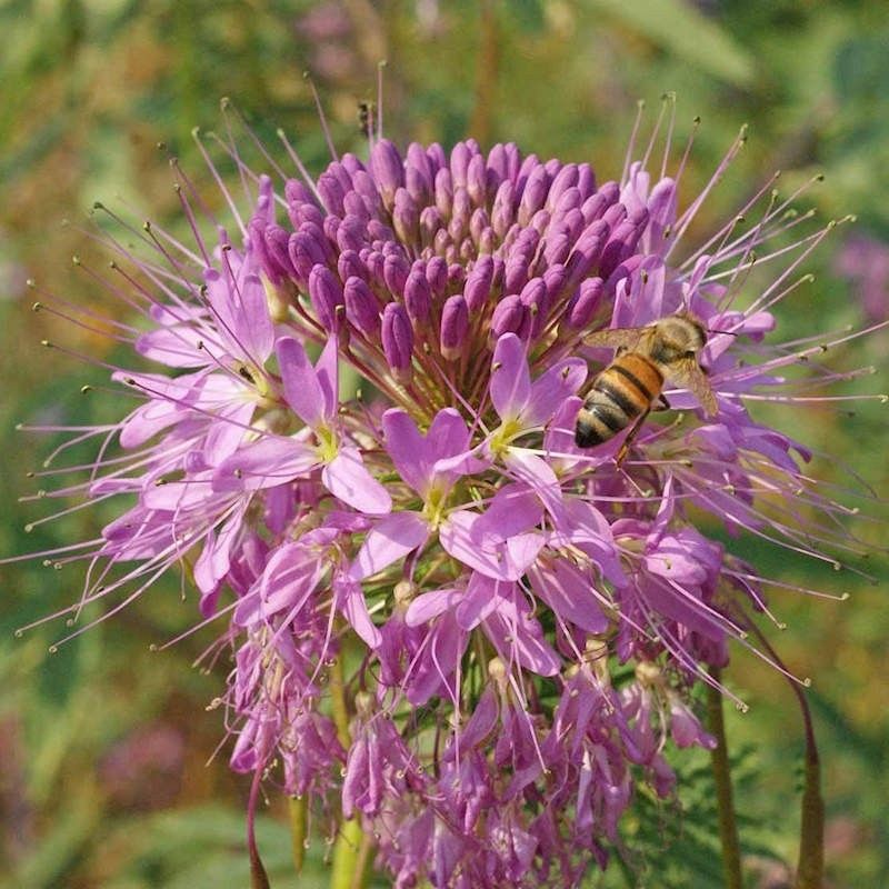 Rocky Mountain Beeplant