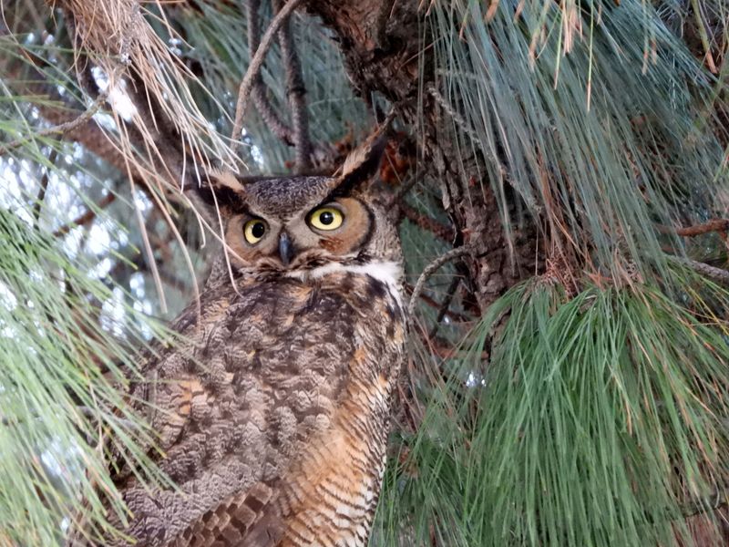 Rodent Poisons Can Harm The Owl