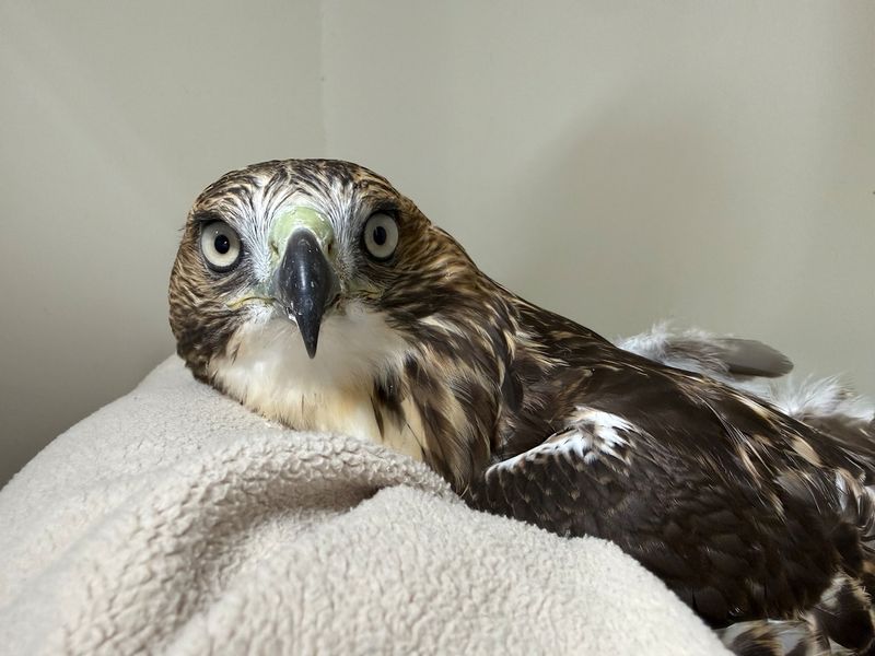 Rodenticides Can Poison Hawks Too