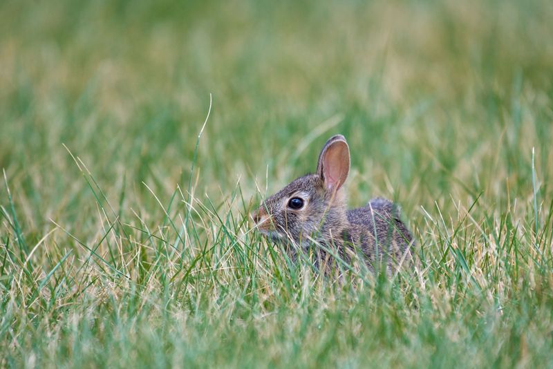 Rodents And Rabbits Hiding In The Grass