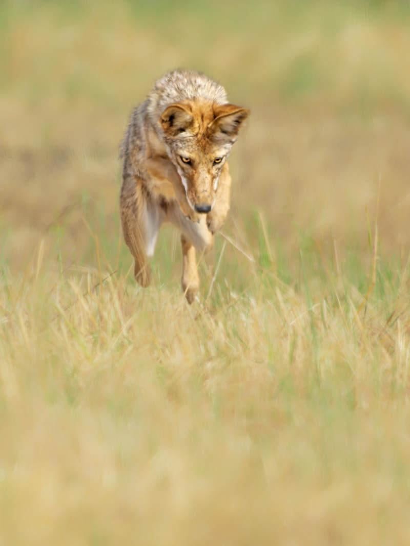 Rodents Draw Coyotes Into Yards