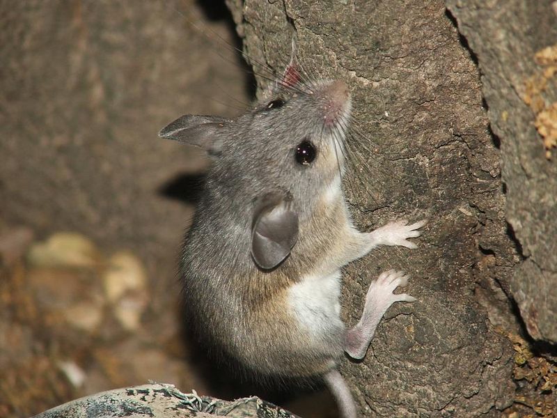 Rodents Move In Before Snakes Do