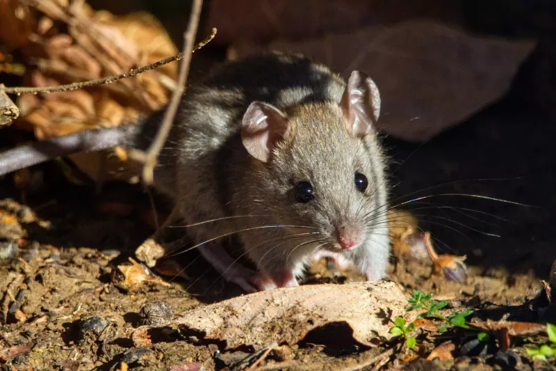 Rodents Nest Beneath The Mat