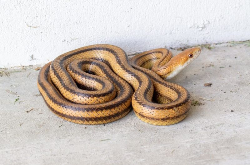 Rodents Seeking Shelter Lead Snakes Indoors Rodents Seeking Shelter Lead Snakes Indoors