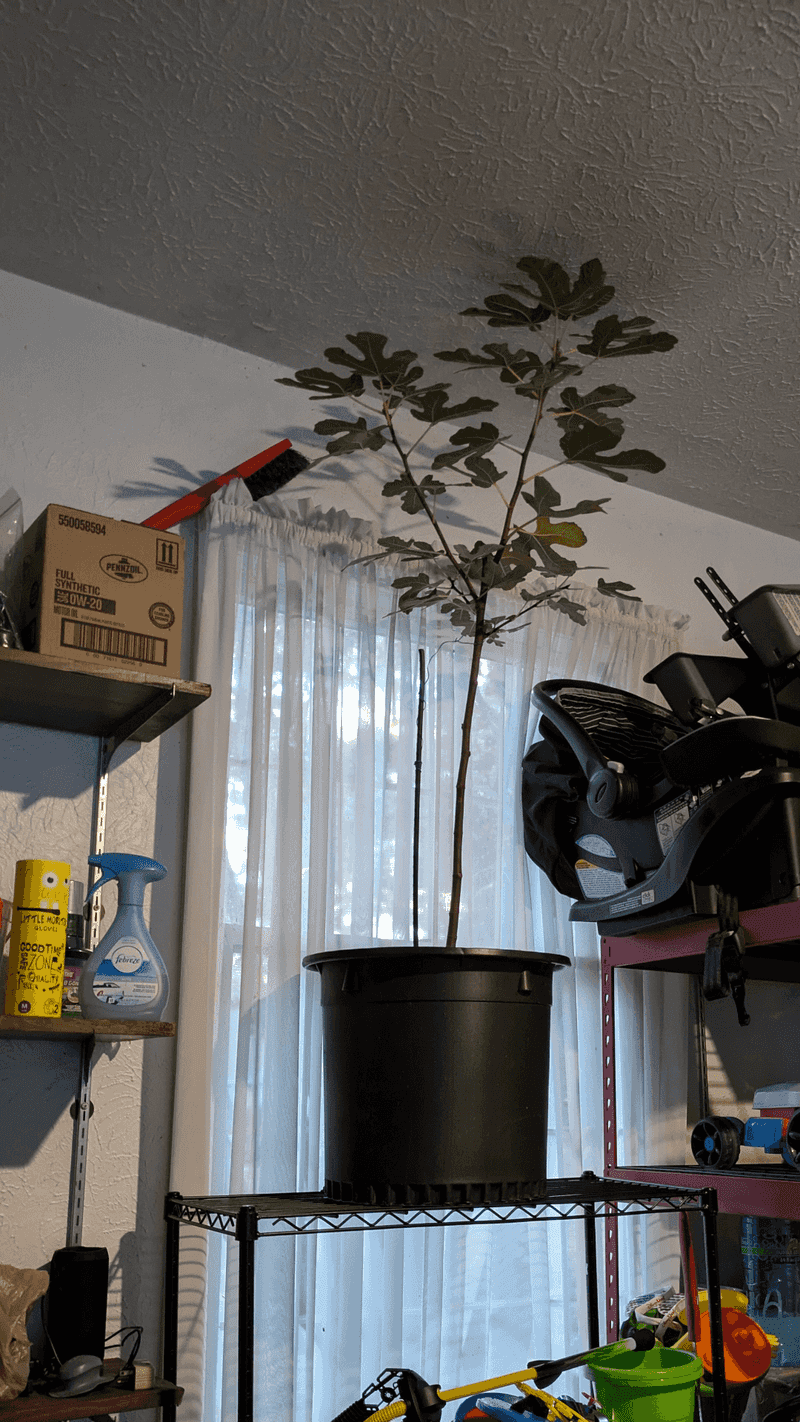 Roll Potted Trees Into Shelter Roll Potted Trees Into Shelter