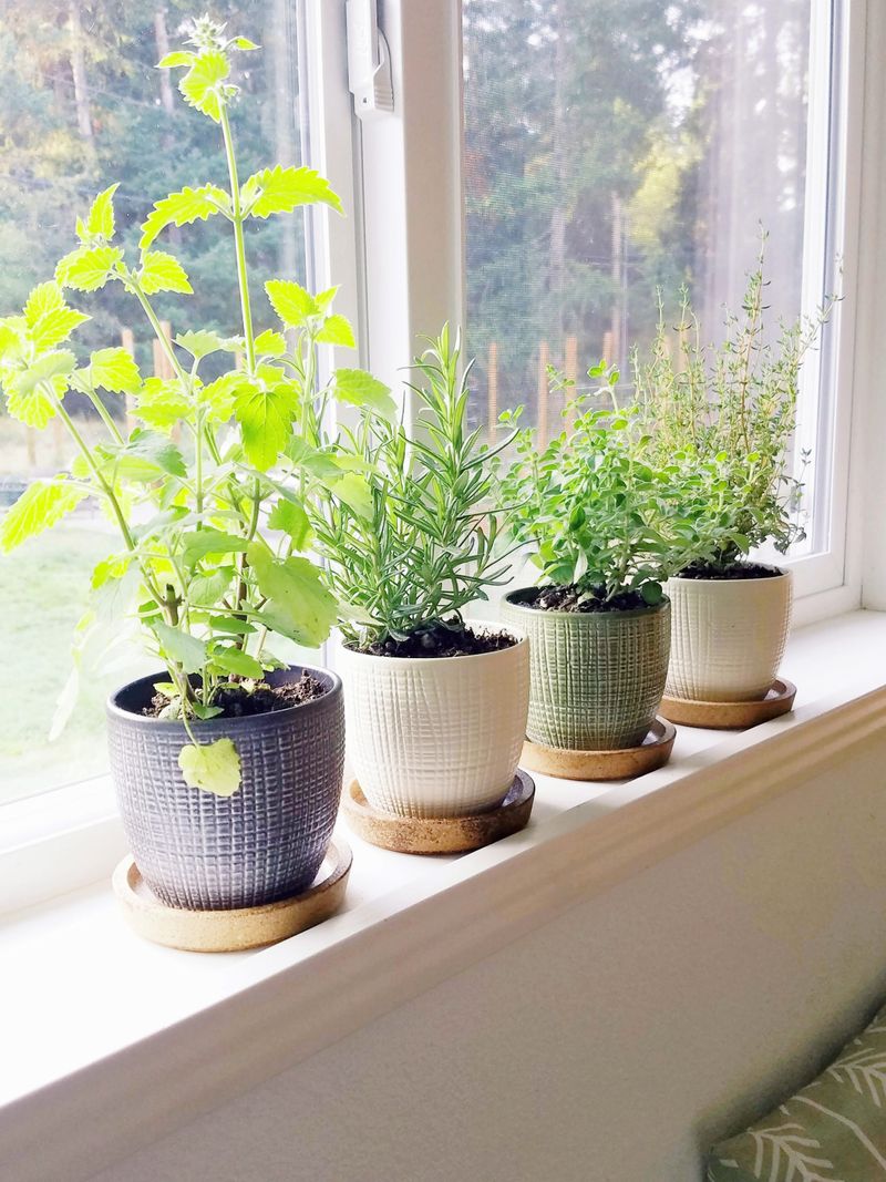 Roll Tender Favorites Indoors Overnight