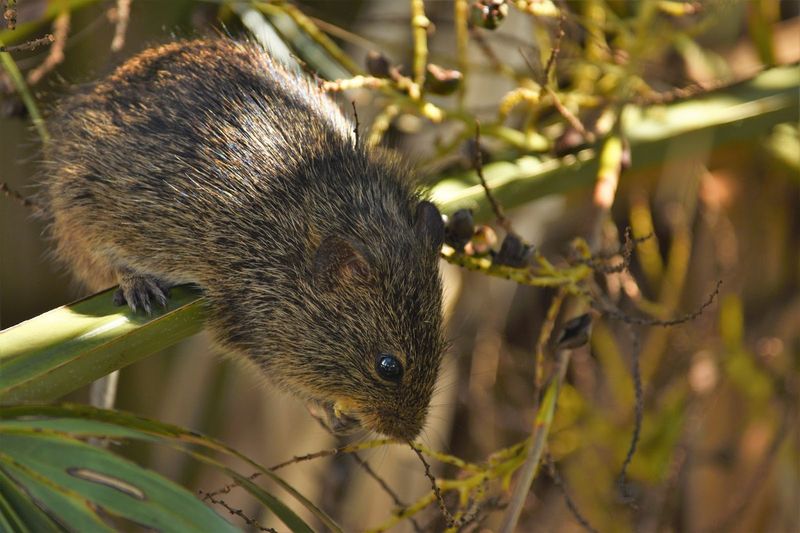 Roof Rats Are Florida’s Most Common Rat