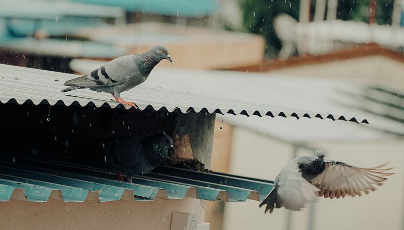 Roof Runoff Can Carry Bird Droppings And Debris Roof Runoff Can Carry Bird Droppings And Debris