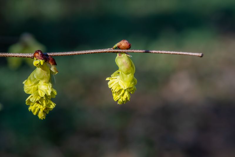 Room For Witch Hazel In A New Jersey Yard