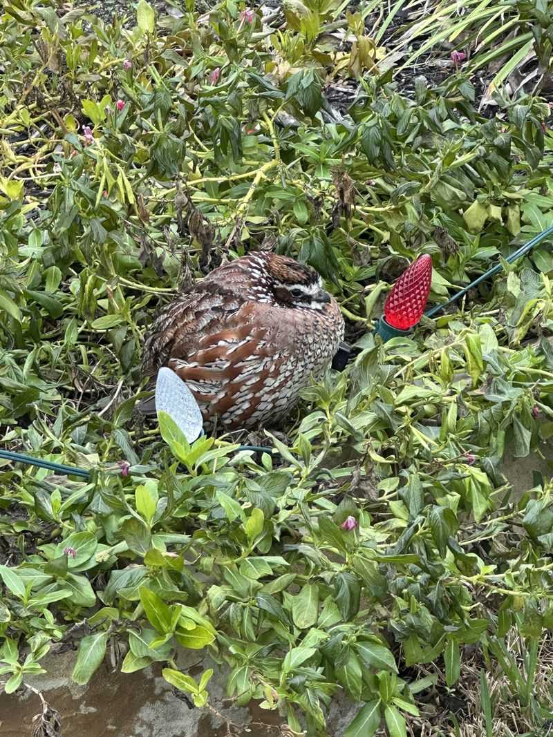 Roosting In A Circle Conserves Heat And Keeps Watch For Predators Roosting In A Circle Conserves Heat And Keeps Watch For Predators