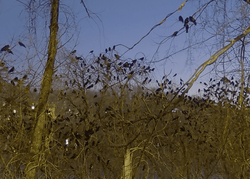 Roosting Together Helps Them Spot Predators