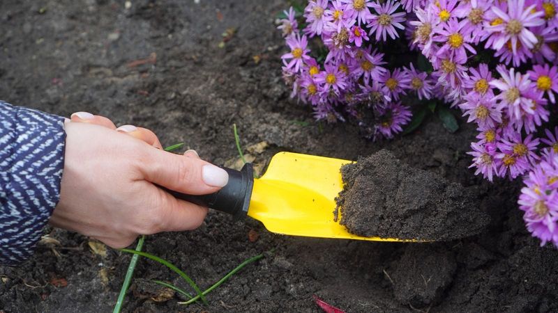 Root Ball Size For A Mature Clump