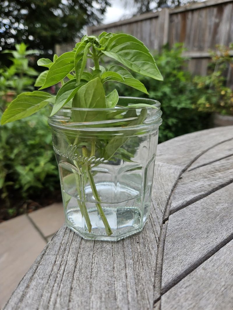 Root Basil Stems In A Sunny Water Glass Root Basil Stems In A Sunny Water Glass