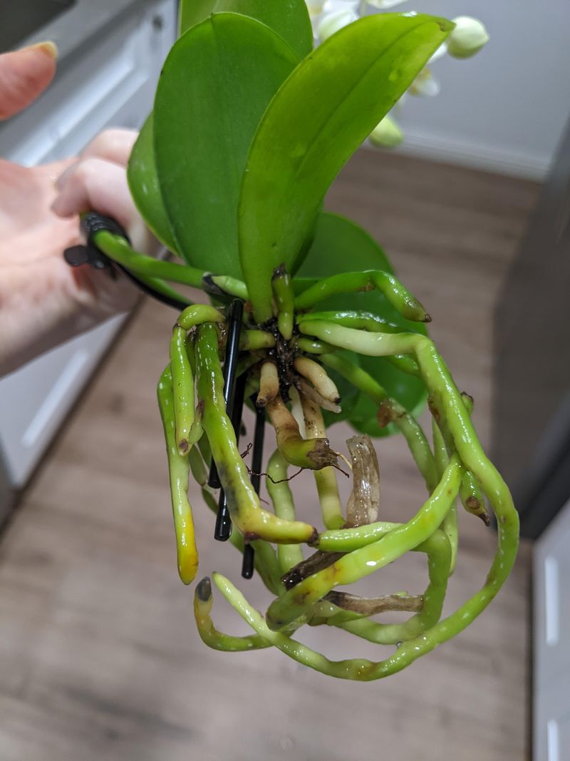 Root Color Tells The Story Beneath The Pot