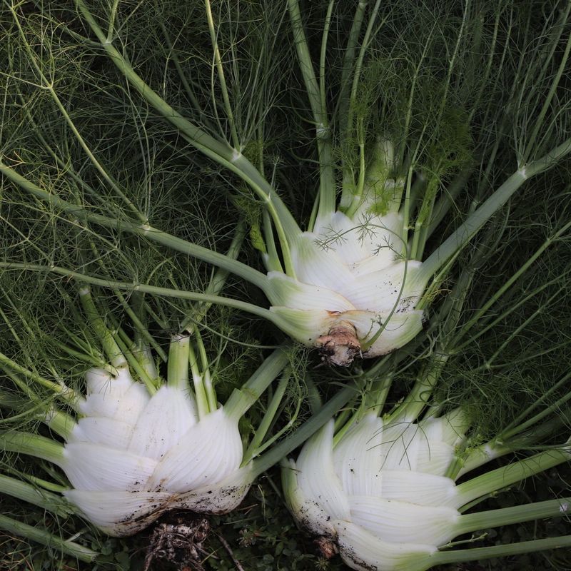 Root Compounds That Hold Back Nearby Plants