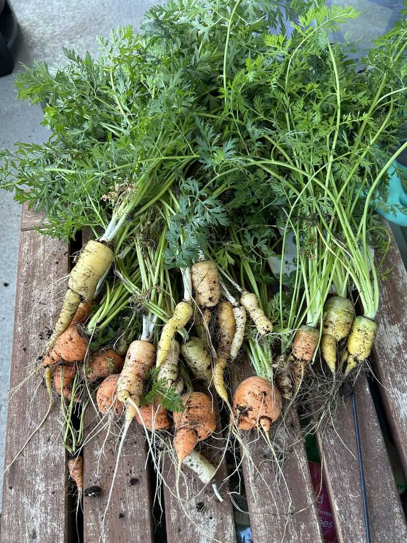Root Crops Love Loose Raised Soil