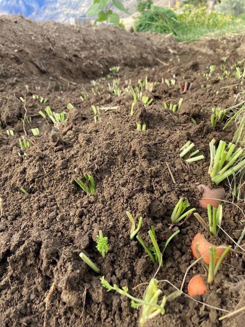 Root Crops Soak Up Contaminants Below Ground Root Crops Soak Up Contaminants Below Ground